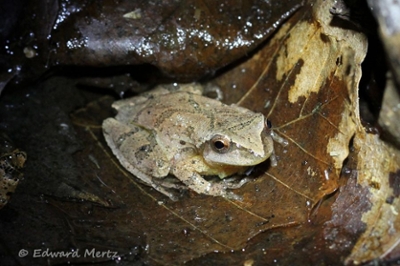 This is a Spring Peeper frog, only the size of a fingernail, but with a mighty peeping sound! Photo taken late evening in mid-April 2014 by Ed Mertz at one of Alley Pond Parks vernal ponds.