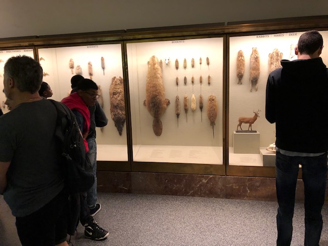 STEP-AMNH-3-NY-Mammals